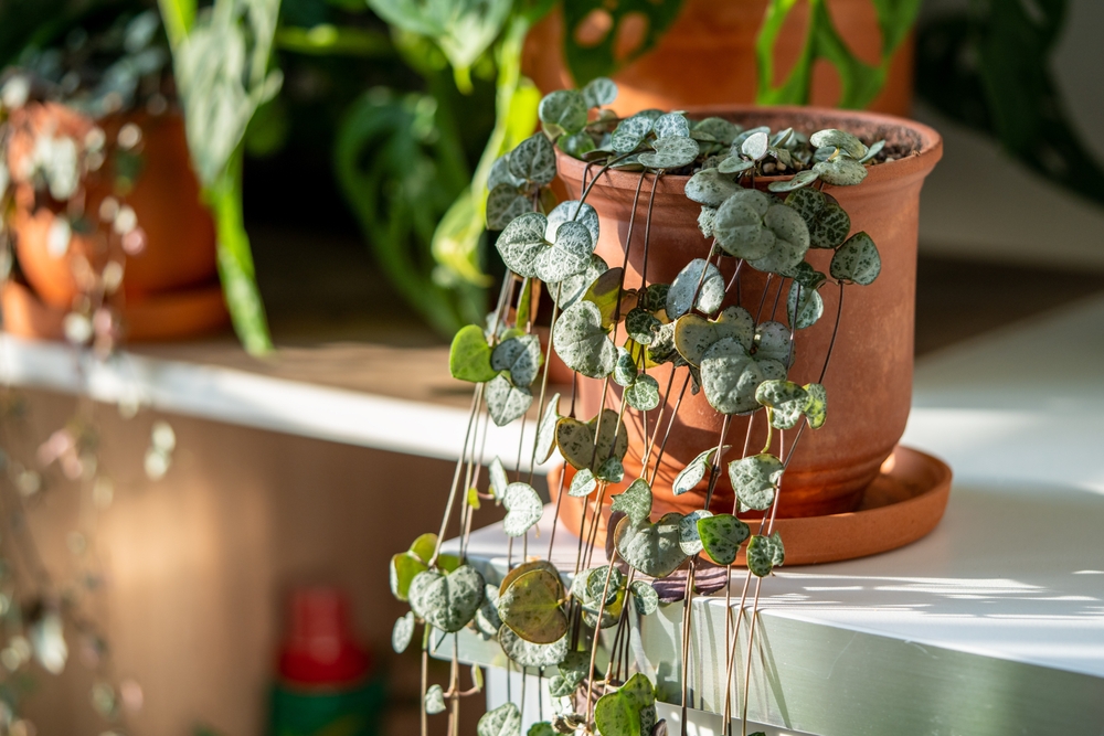 ceropegia woodii lanțul inimilor lumină