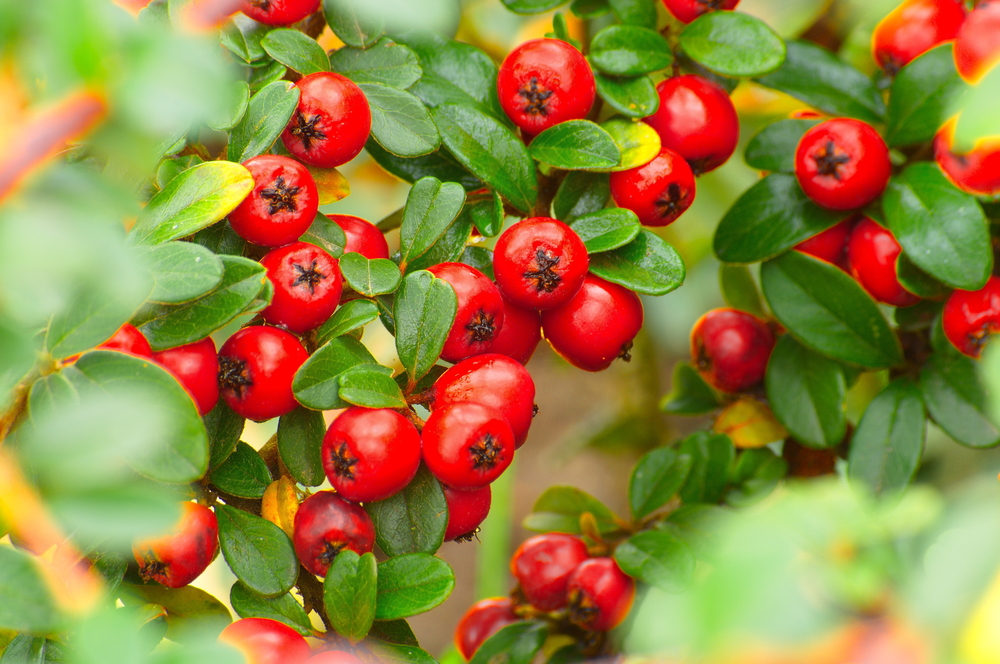 Tot ce trebuie să știi despre cotoneaster origine