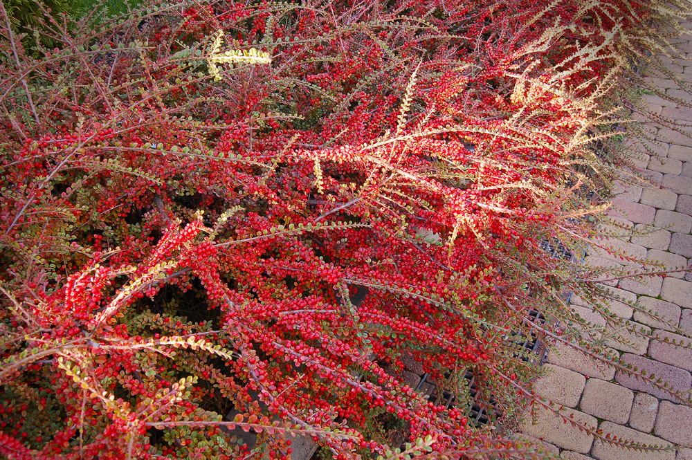 cotoneaster decorativ
