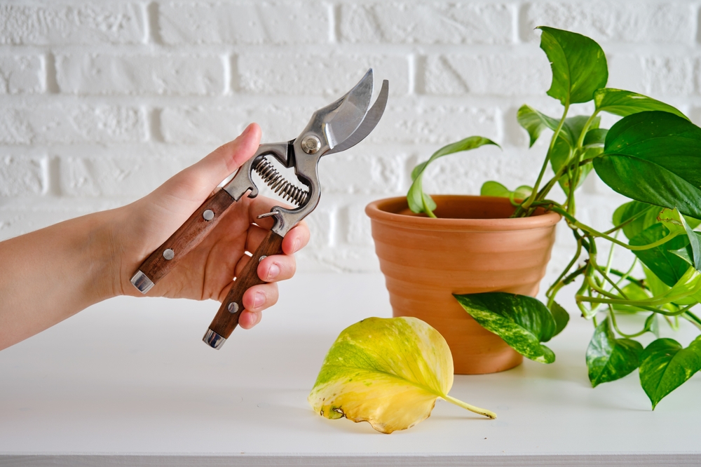 Epipremnum aureum pothos probleme