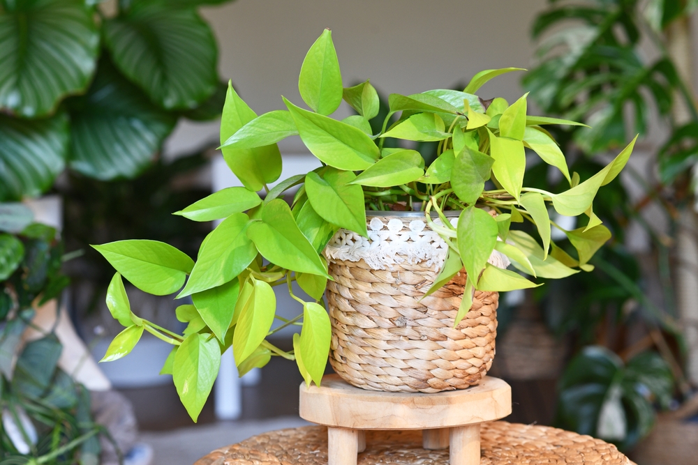 Epipremnum aureum tipuri