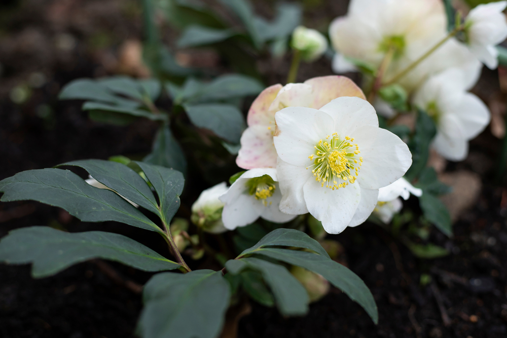 helleborus niger caracteristici botanice