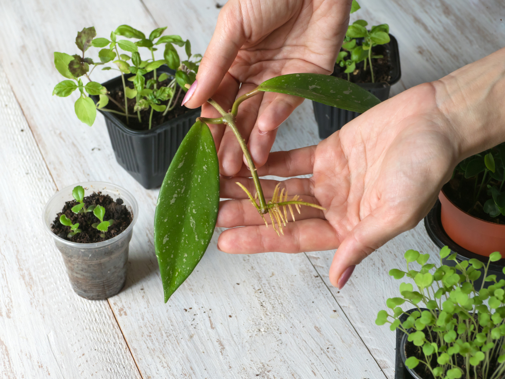 hoya planta de ceară înmulțire