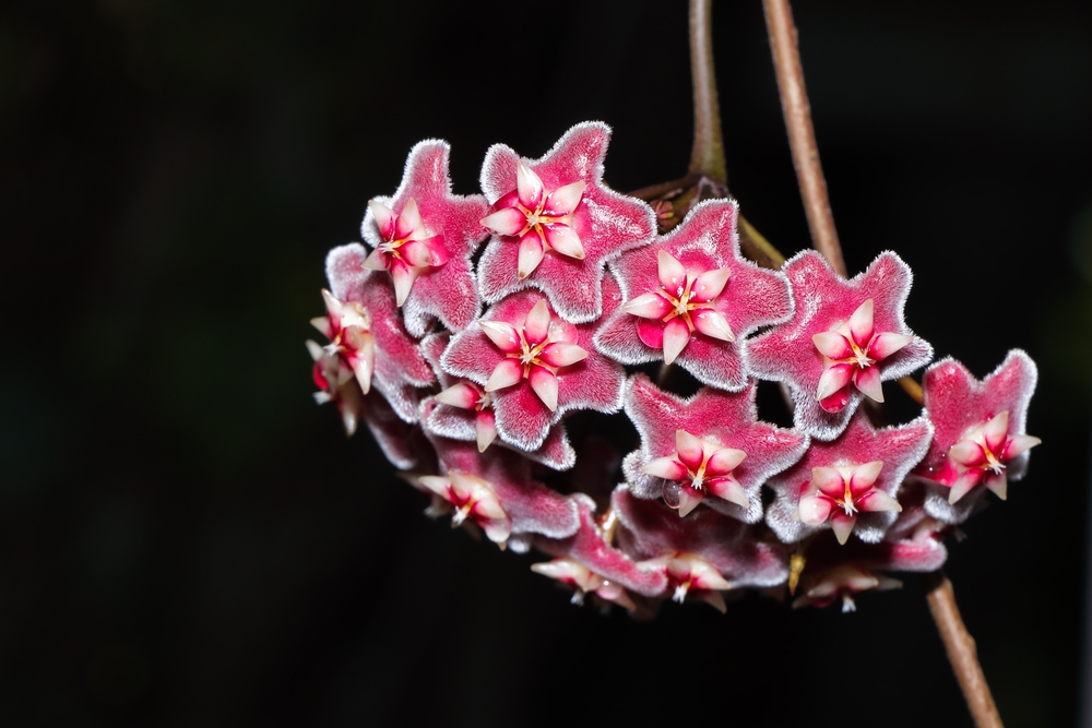 hoya planta de ceară flori