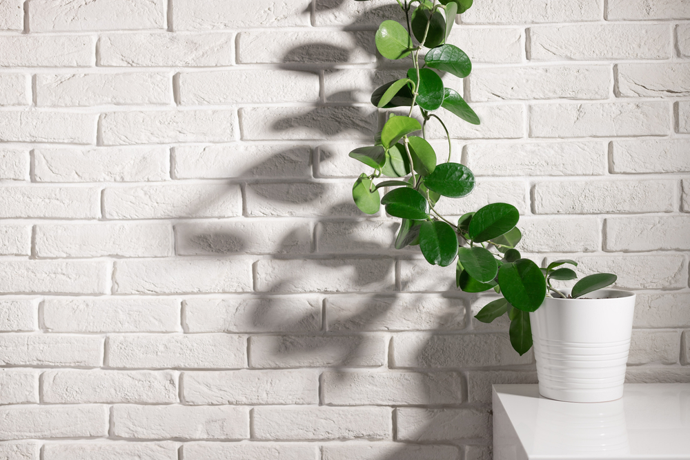 hoya planta de ceară îngrijire