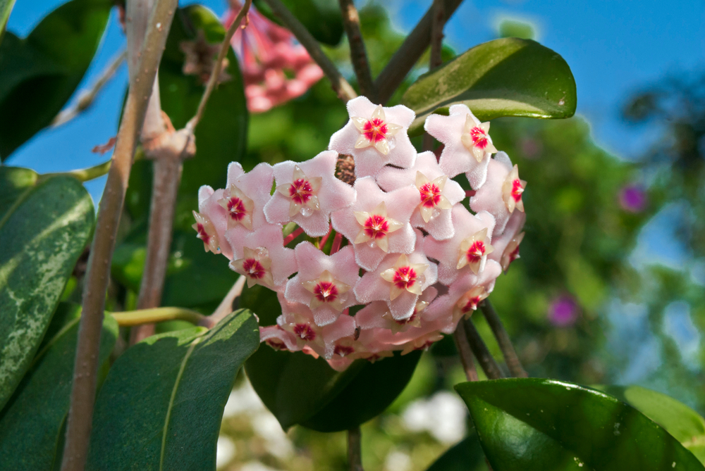 hoya planta de ceară origini