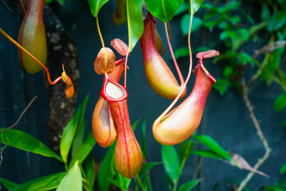 Plante carnivore pe care le poți crește în casă nepenthes