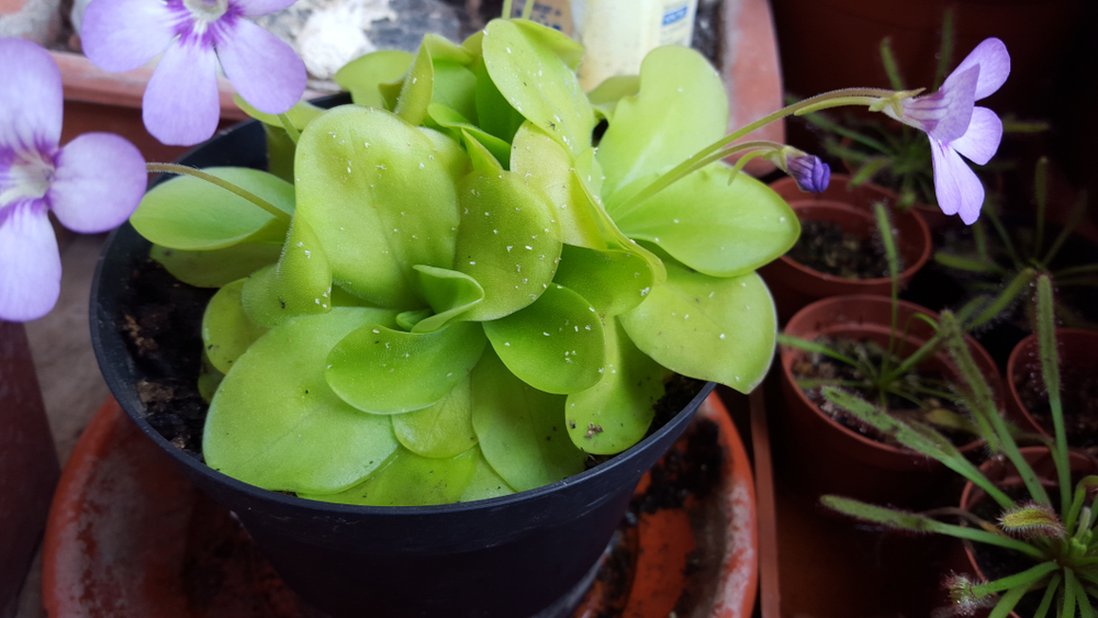 Plante carnivore pe care le poți crește în casă pinguicula