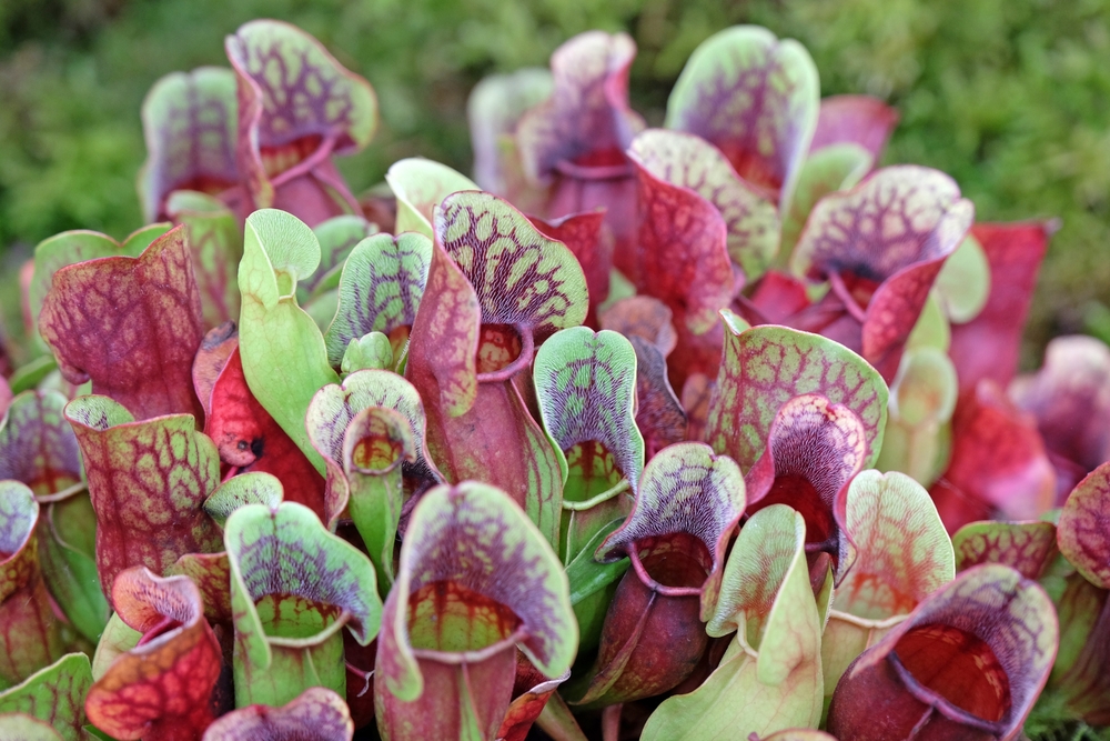 Plante carnivore pe care le poți crește în casă sarracenia