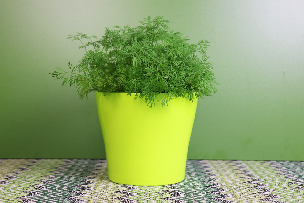 Plante medicinale pe care le poți crește în casă