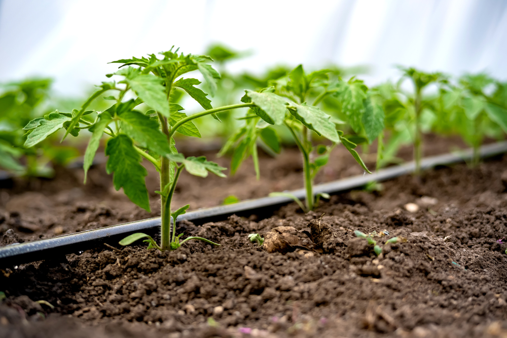 avantaje irigare prin picurare shutterstock