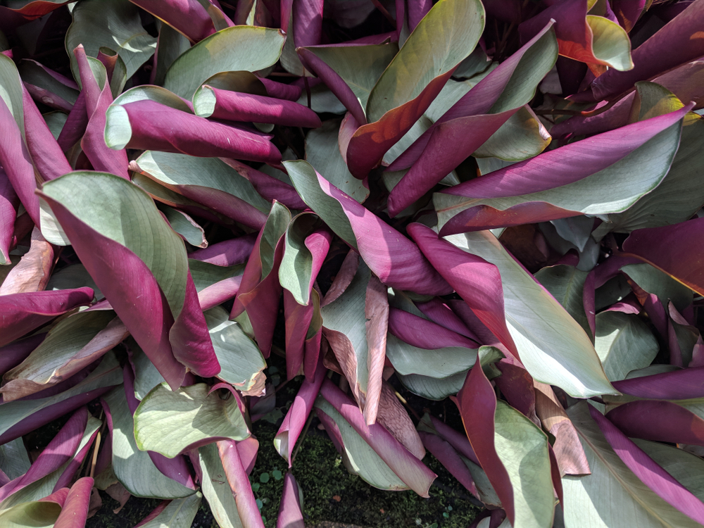 frunze rulate Calathea