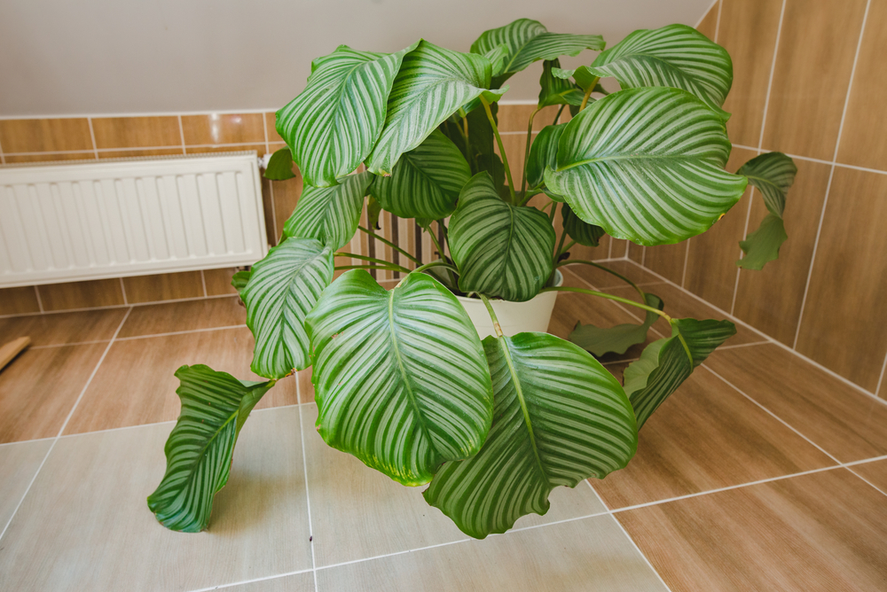 plante pentru baie calathea