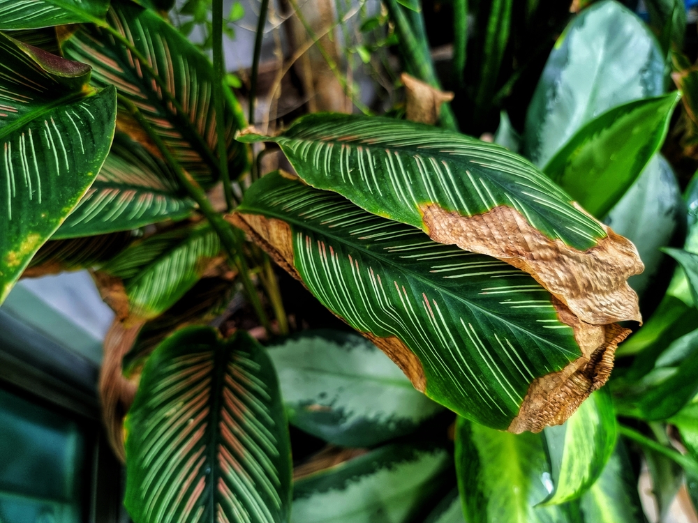 varfuri frunze uscate Calathea