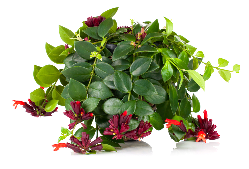 Aeschynanthus îngrijire
