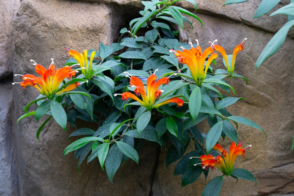 Aeschynanthus origini