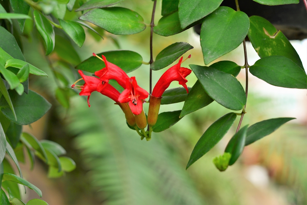 Aeschynanthus probleme