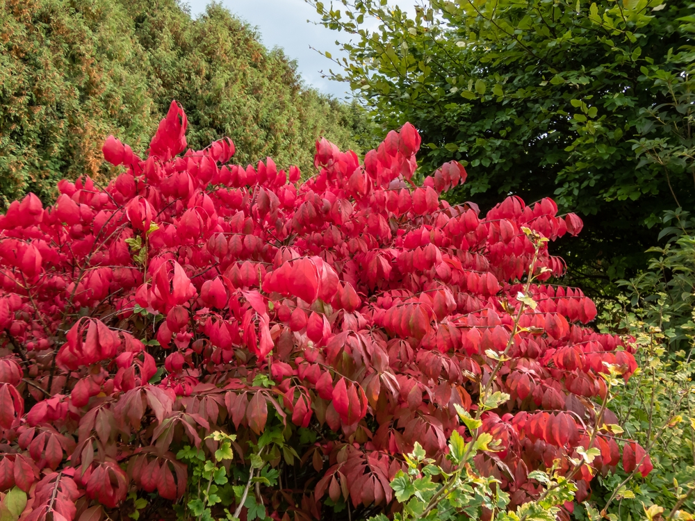 Arbuști ornamentali pitici Euonymus