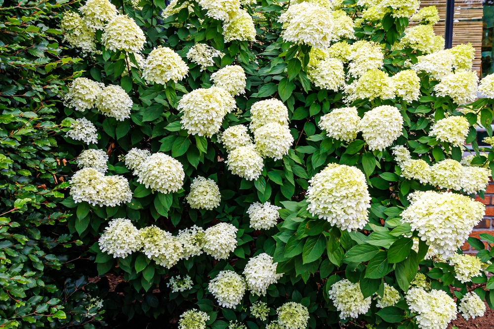Arbuști ornamentali pitici Hortensia