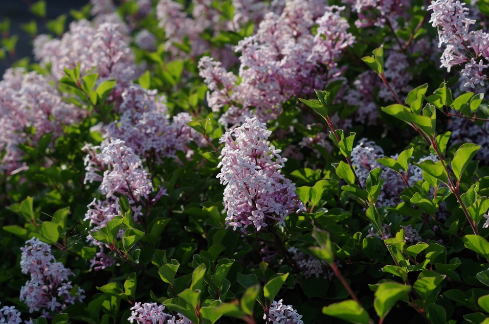 arbuști ornamentali pitici liliac