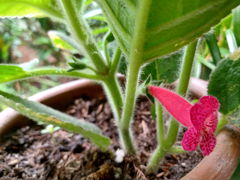 Kohleria cu floare roșie.