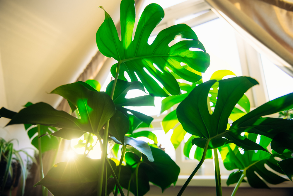 Monstera deliciosa lumină