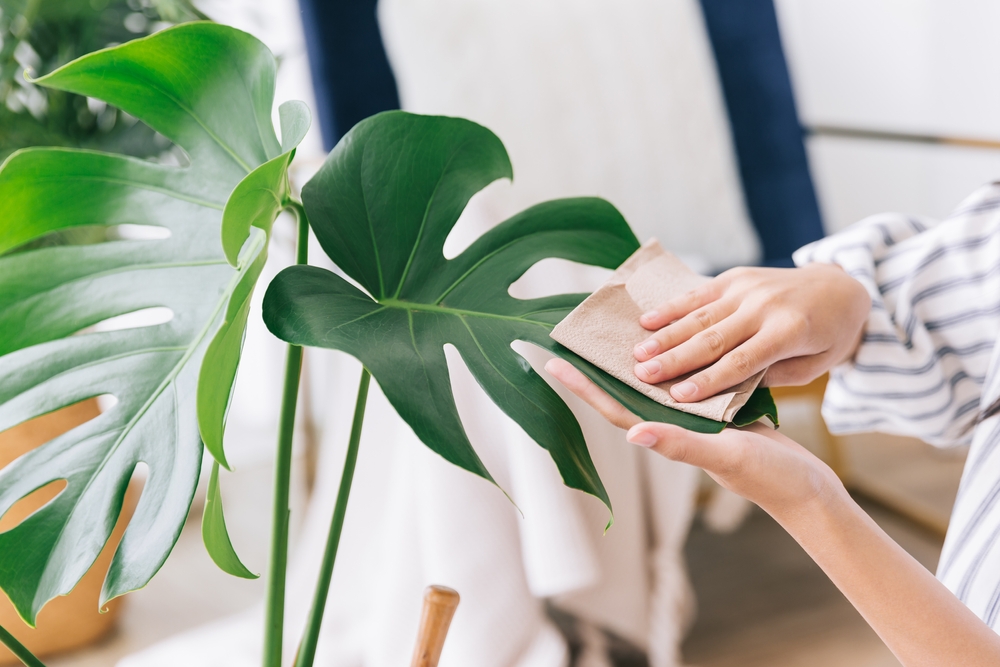monstera deliciosa dăunători