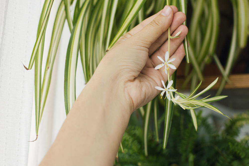 planta păianjen și florile ei care curg