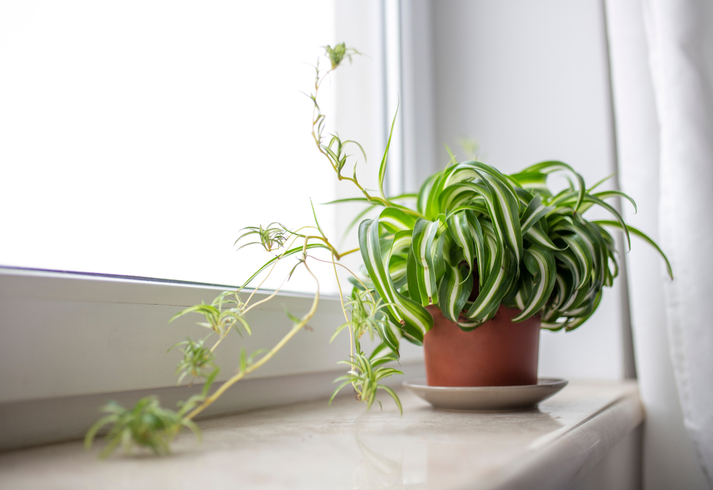 ghiveci pe pervaz cu planta păianjen