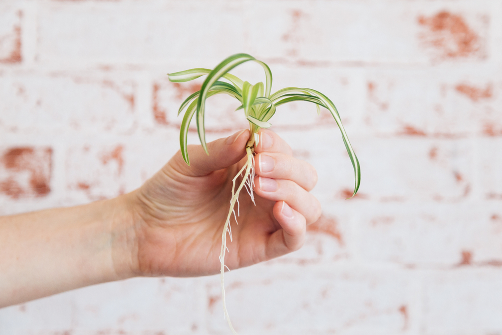 planta păianjen inmultire