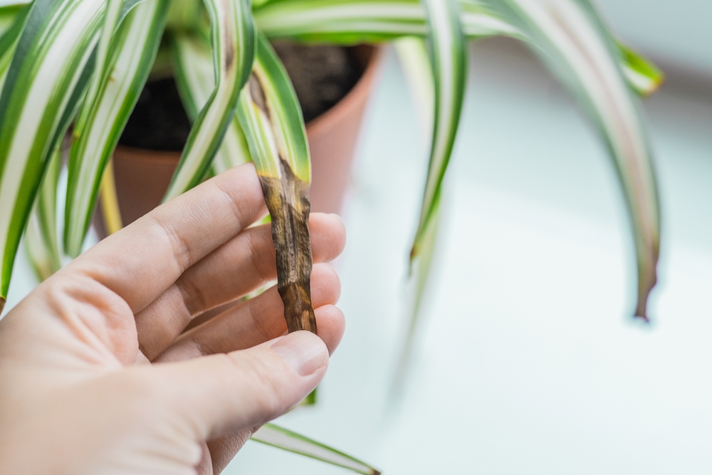 frunză bolnavă de planta păianjen