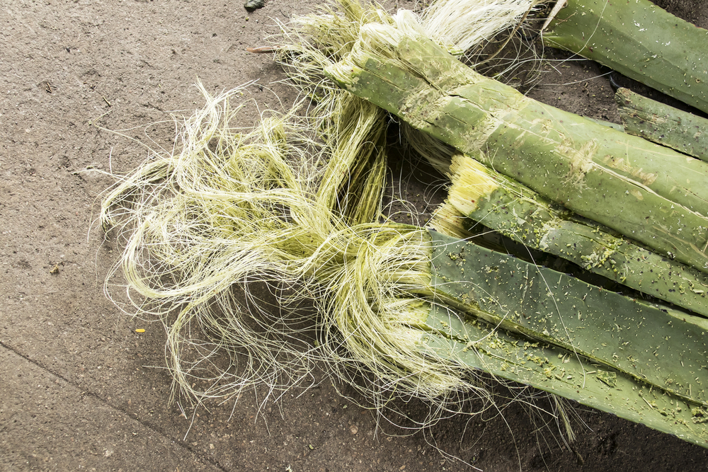 covoare din sisal shutterstock