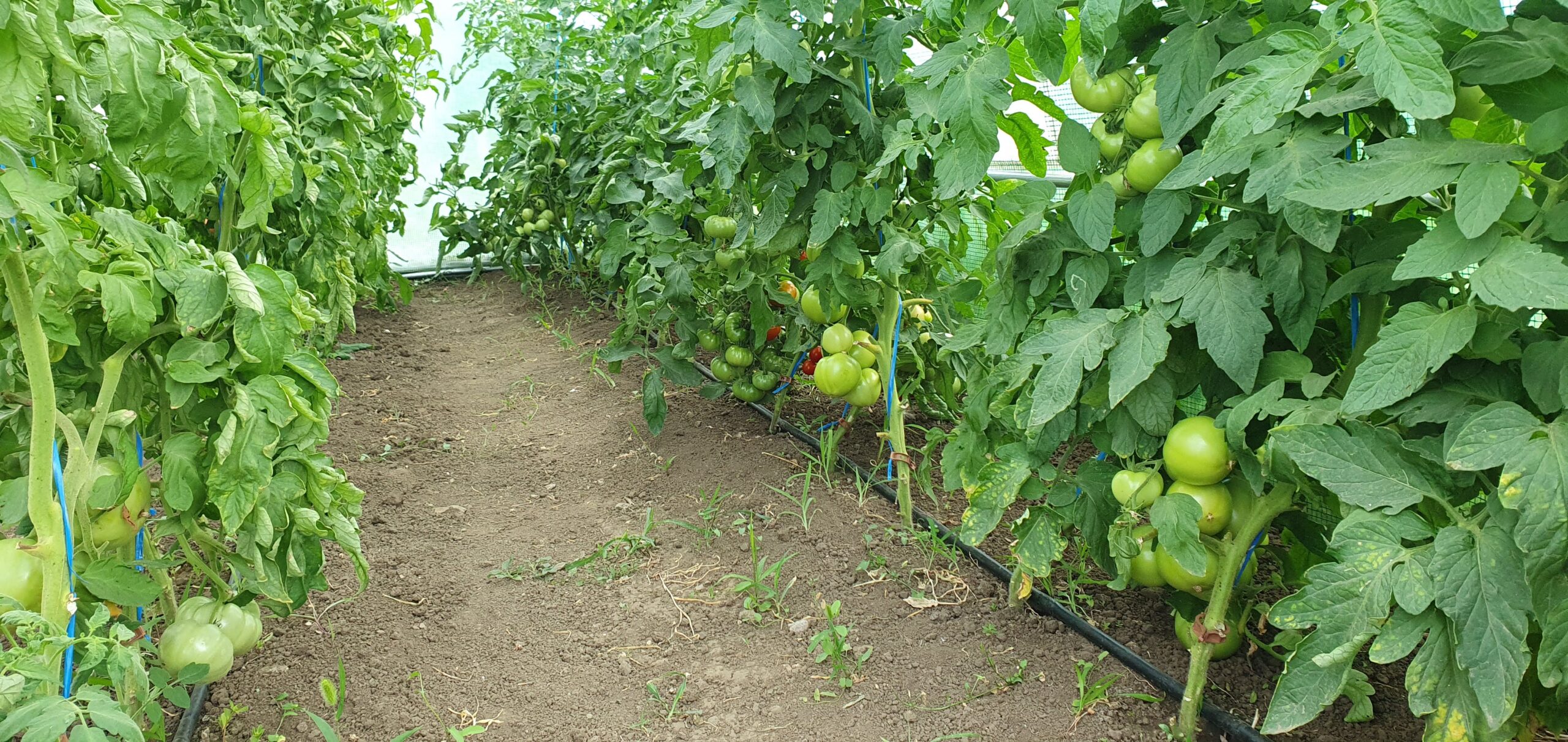 Grădina pe care Adrian o îngrijește cu drag și câțiva dintre „musafirii” prezenți pe teren