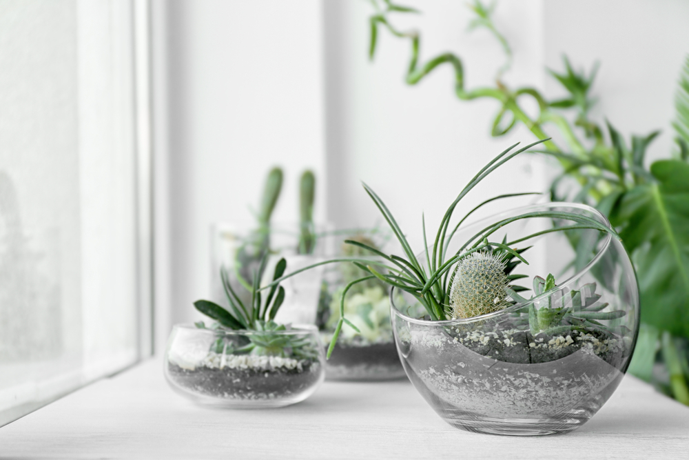 ingrijire terariu cu plante shutterstock