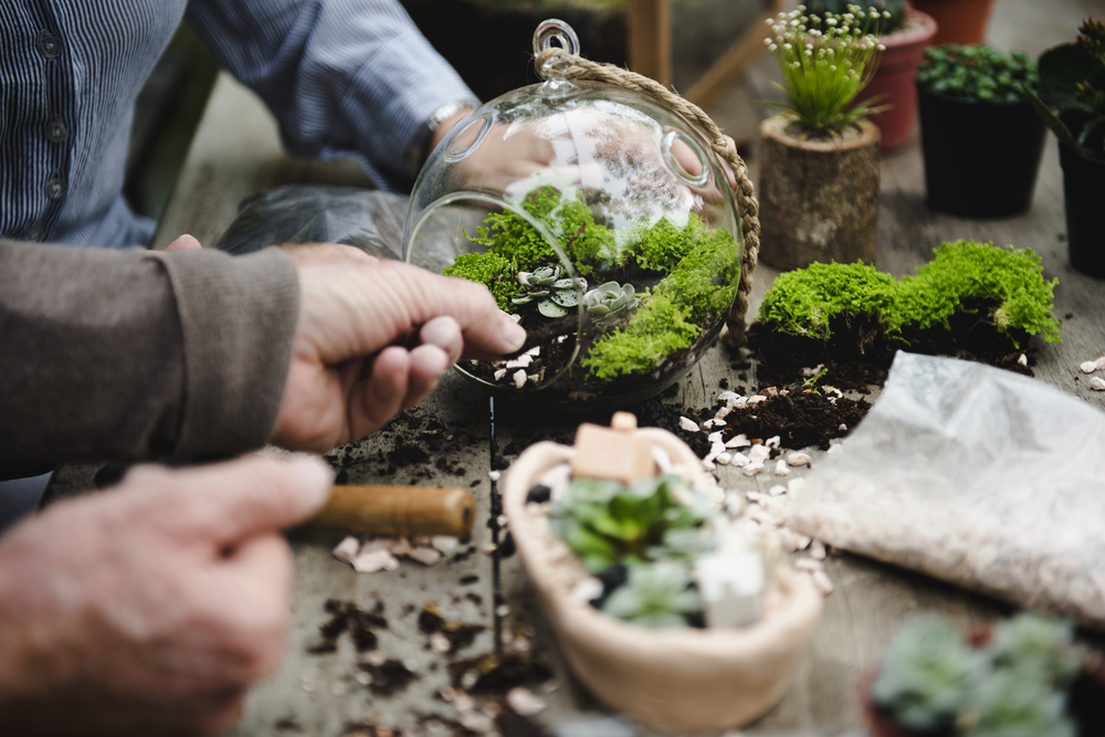 ingrijire terariu cu plante shutterstock