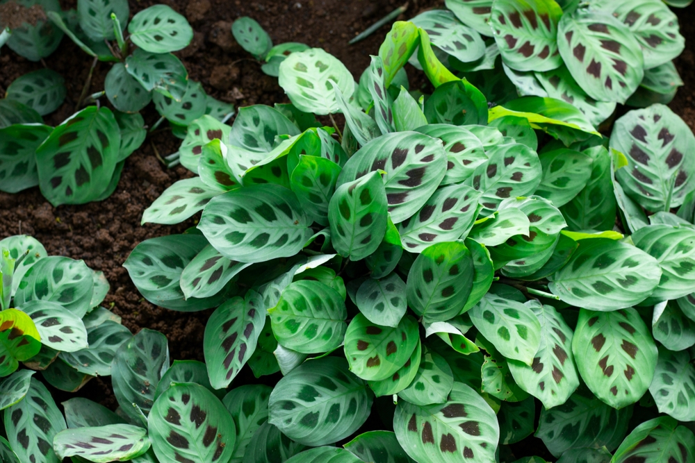 maranta tipuri