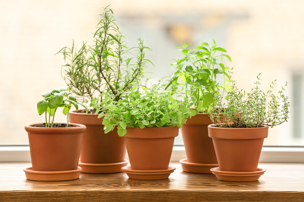 plante aromatice