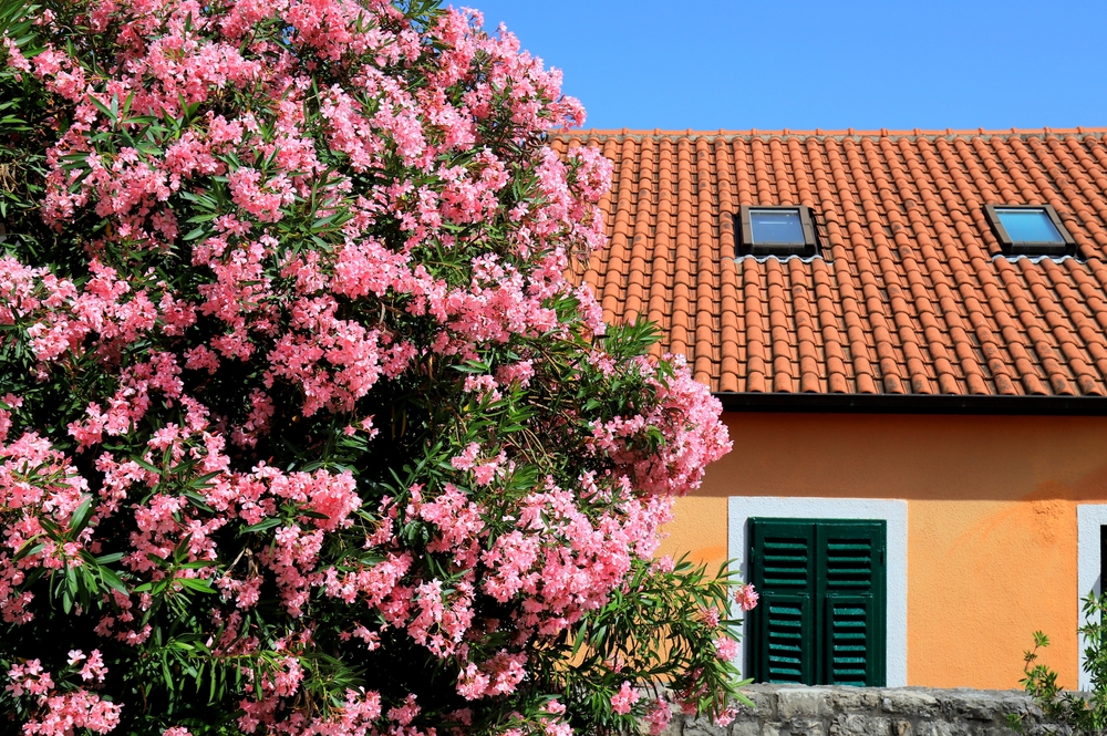 plante exotice de gradina shutterstock