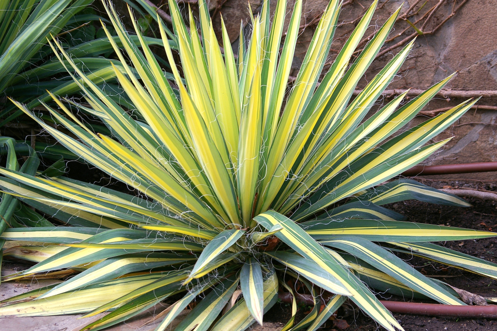 plante exotice de gradina shutterstock
