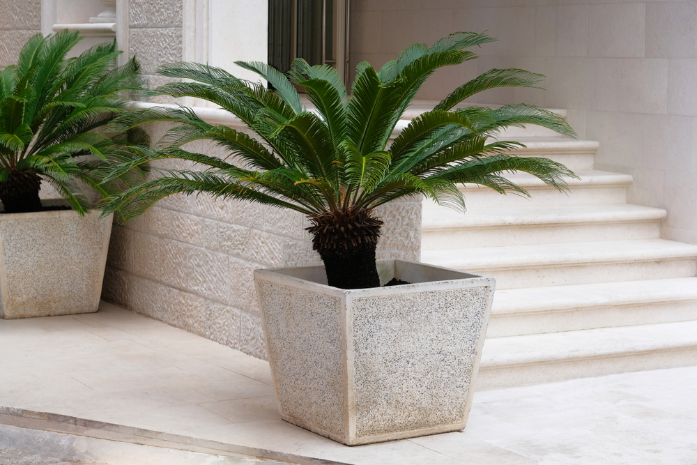 plante exotice de gradina shutterstock