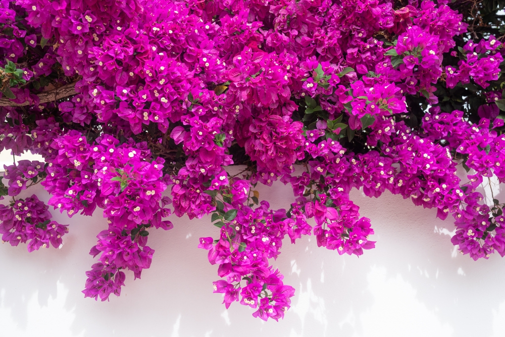 plante exotice de gradina shutterstock