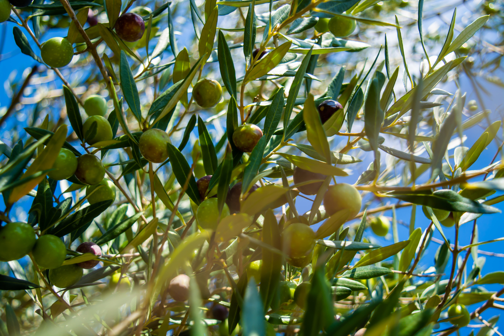 plante exotice de gradina shutterstock