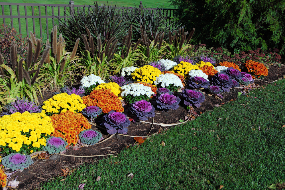 varza decorativa plantată printre alte tipuri de plante