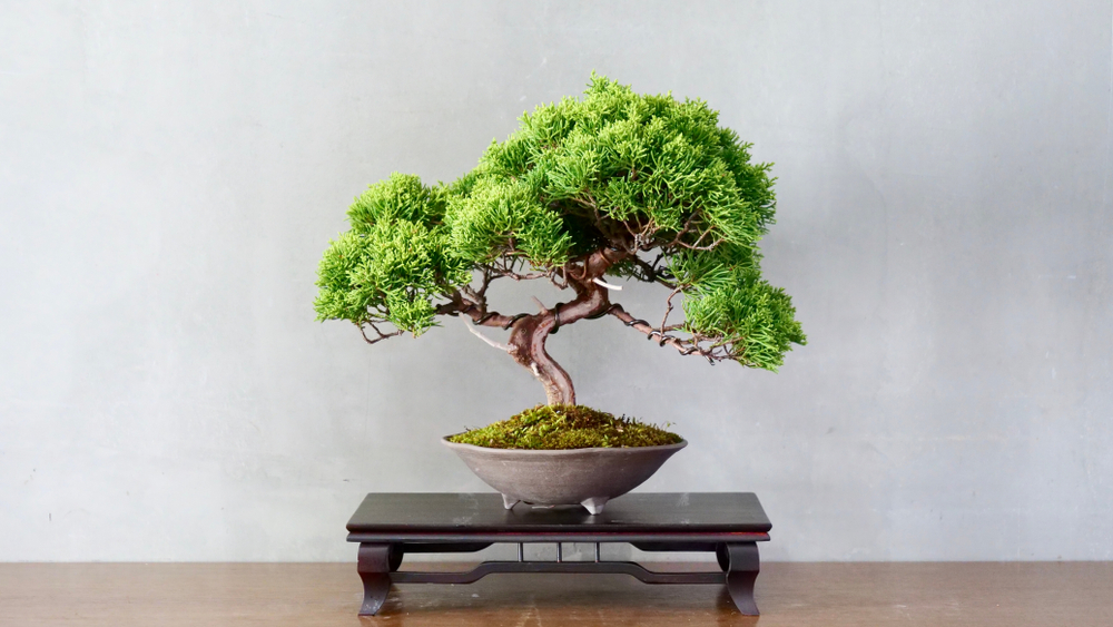 Arbuști ornamentali de interior bonsai