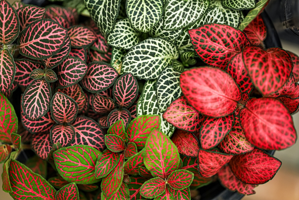 Frunze colorate de Fittonia.