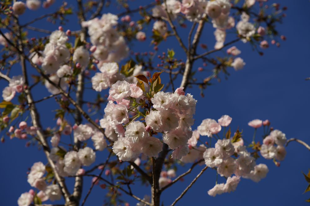 creangă de cires japonez hisakura cu flori roz pe fundalul unui cer albastru
