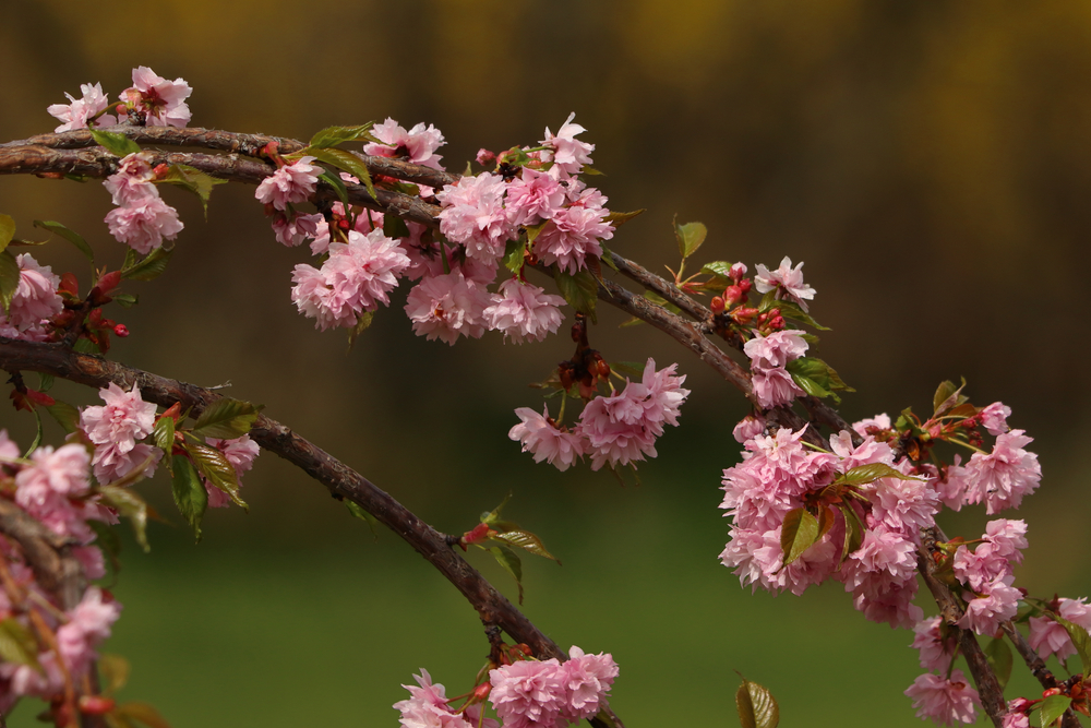 creanga aplecata de cires kiku shidare sakura cu flori roz inflorite