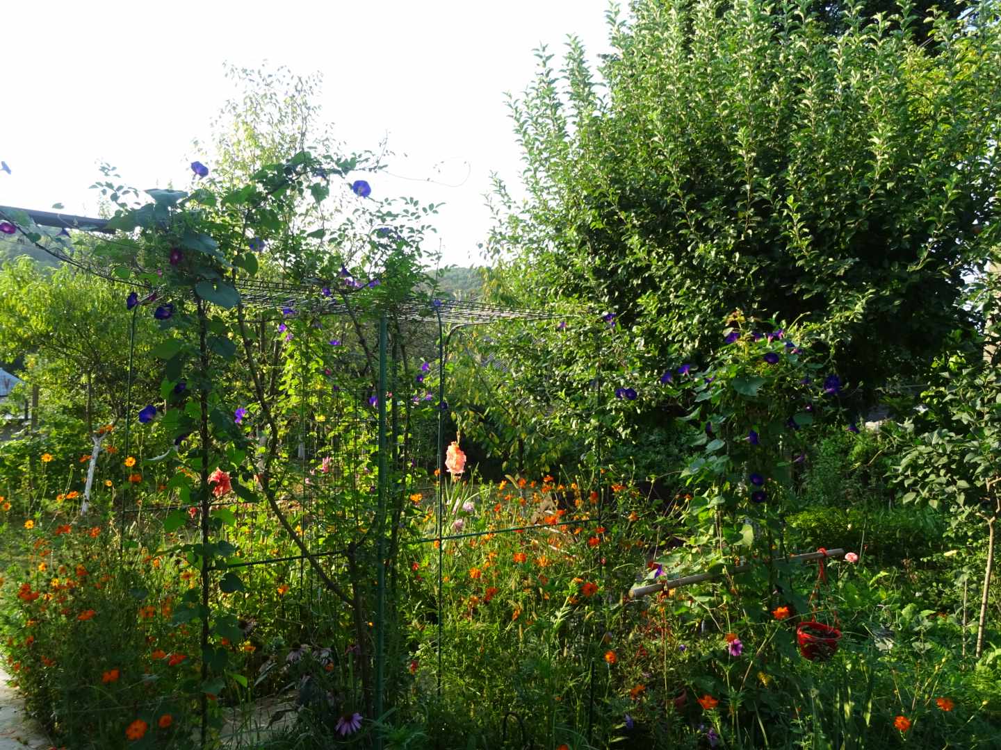 Proprietarii au o locuință înconjurată de verdeață și flori