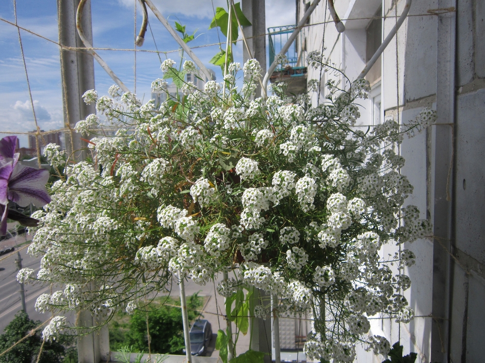 Un ghiveci suspendat cu numeroase flori albe de alyssum, atârnat pe un balcon urban în soare.