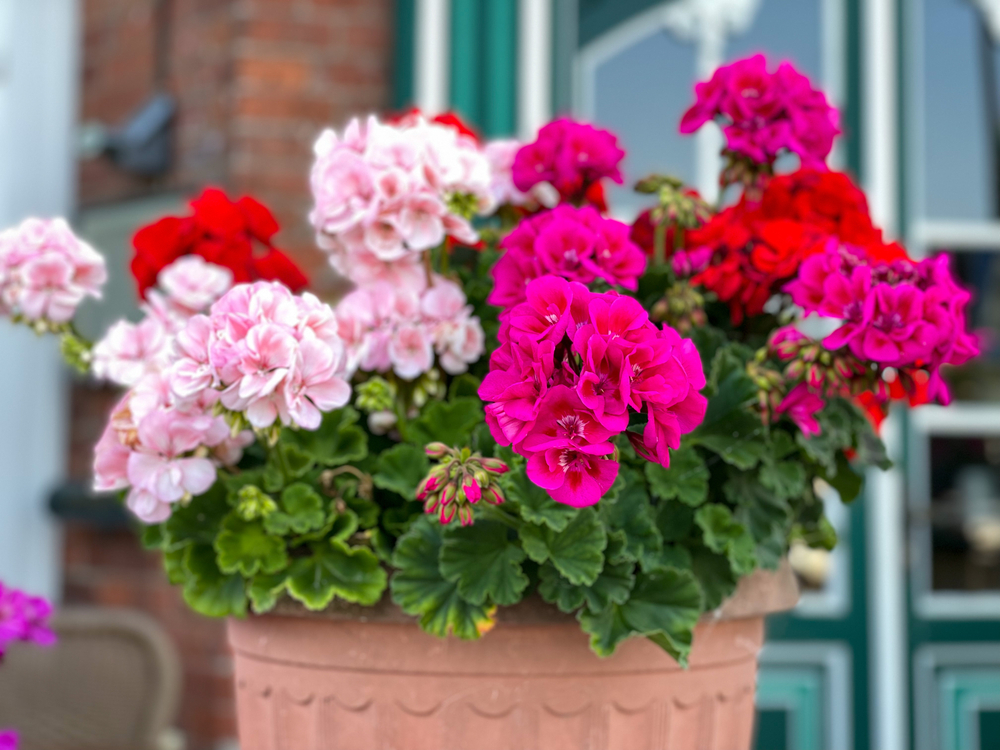 Un ghiveci cu flori de geranium roz, siclam și roșii pe balcon.